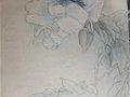 盛开的国花——中国工艺美术大师陈扬龙牡丹写生手稿